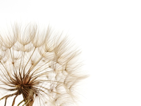 dandelion on white background