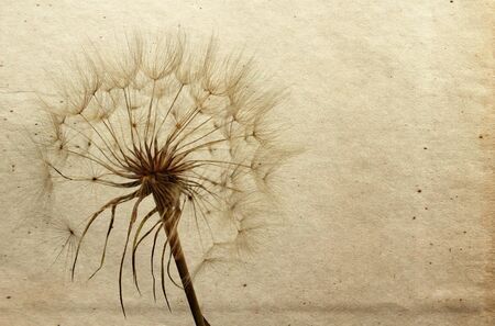 Dandelion in the old retro backgroundの写真素材