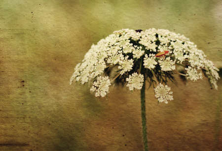 flower with insect on background of the Fallの写真素材