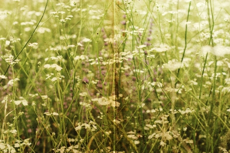 floral natural background in old color image style.の写真素材