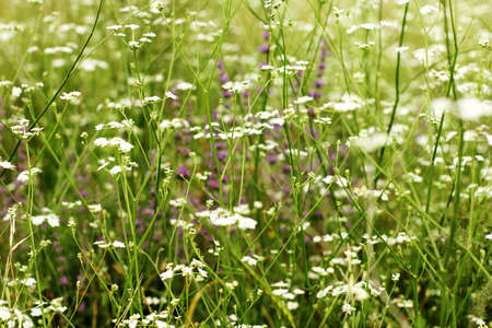 floral natural backgroundの写真素材