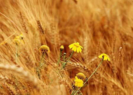 Yellow daisy against a background of yellow wheat fieldの写真素材