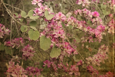 vintage florel backgroundの写真素材