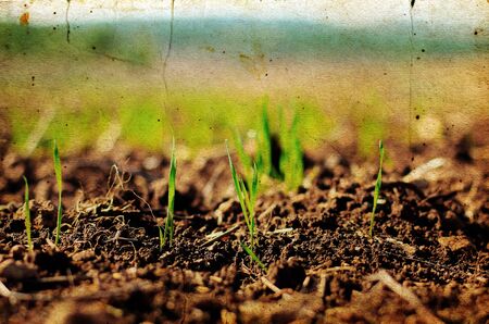 first spring grass in old color image style.の写真素材
