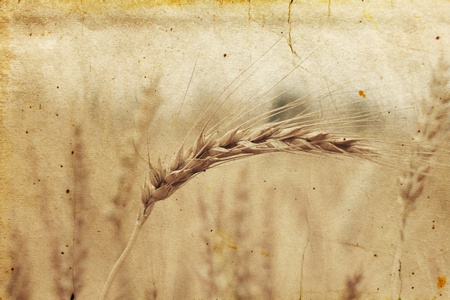 field of rye in the old retro backgroundの写真素材