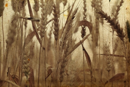 field of rye in the old retro backgroundの写真素材
