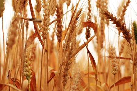 field of rye の写真素材