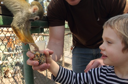 child feeding a monkey in a zooの写真素材