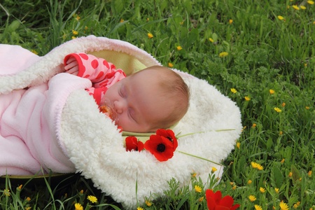 month-old girl lying on white blanket next to the red poppies の写真素材