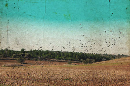 flying birds. Photo in old image style.の写真素材