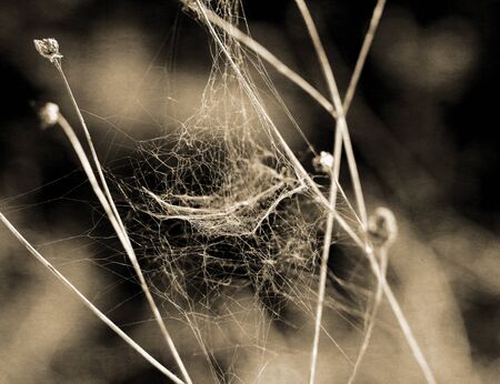 spider web on textured old paperの写真素材