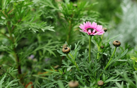 floral natural backgroundの写真素材