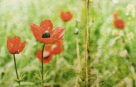 first spring flowers on textured vintage paperの写真素材