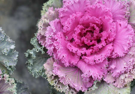 Purple cabbage flowerの写真素材