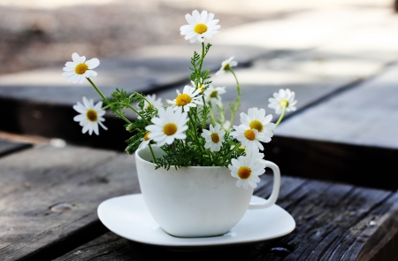 Spring daisies on white cup の写真素材