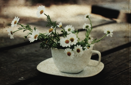 Spring daisies in white cup  Old image style photo  の写真素材