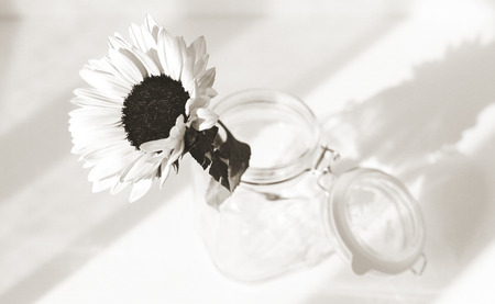 sunflowers in a vase standing on the windowsill. Summer, visible rays of the sun. Textured picture.の写真素材