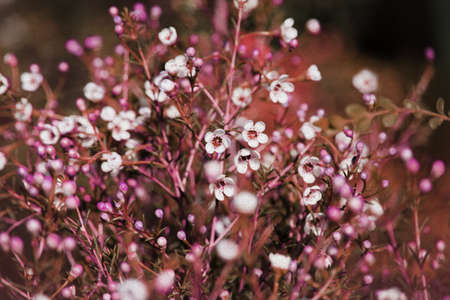 Abstract purple floral background with soft focus and old paper texture