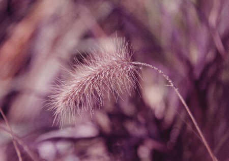 Abstract purple floral background with soft focus and old paper textureの写真素材