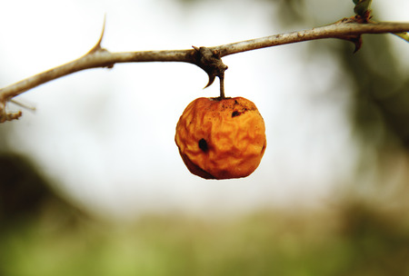 old wild appleの写真素材