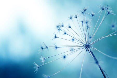 natural macro floral 