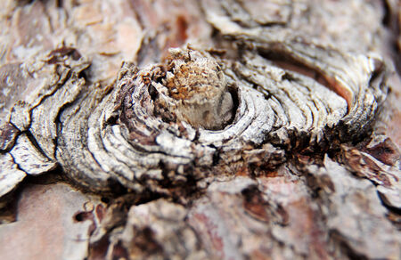 old pine tree texture