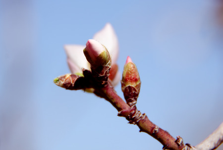 Blossoming buds on tree on bright の写真素材
