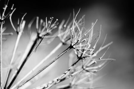 floral natural macro の写真素材