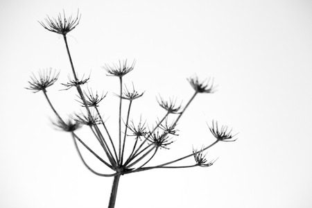 Black and white abstract flower の写真素材