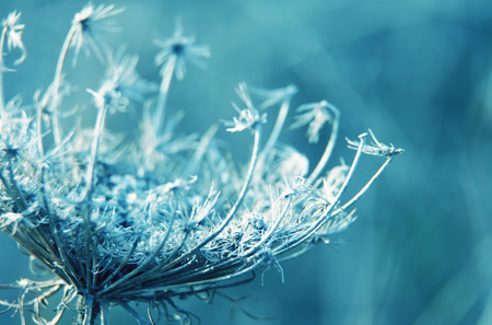 natural macro floral 