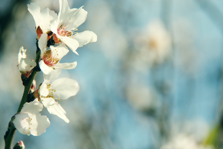 Blossoming buds on tree on bright backgroundの写真素材