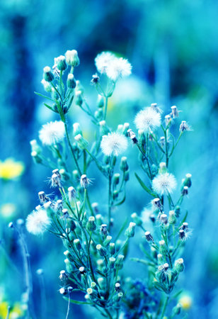 dandelion field in sunsetの写真素材