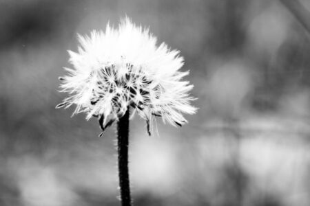 dandelion on sunsetの写真素材