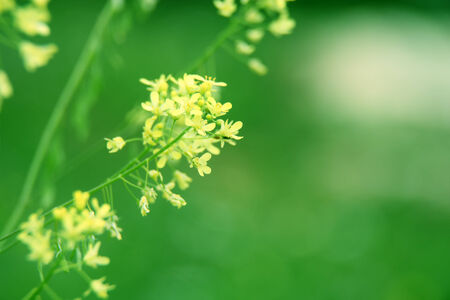 natural macro floral backgroundの写真素材