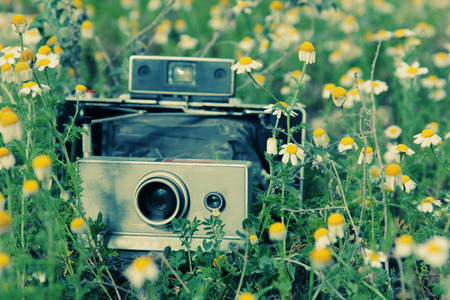 old vintage camera in chamomile fieldの写真素材