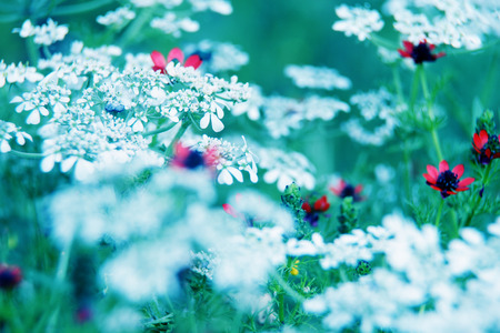 natural macro floral backgroundの写真素材