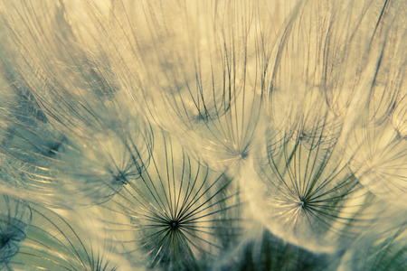 closeup of dandelion