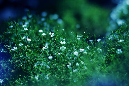 natural floral background