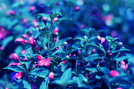natural floral backgroundの写真素材