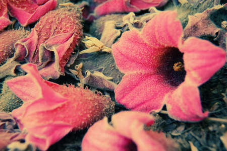 autumn flowers の写真素材