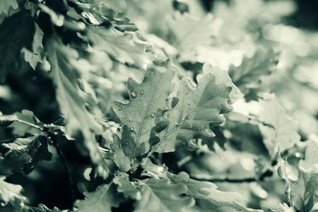 Oak green young leaves close-up in spring morningの写真素材