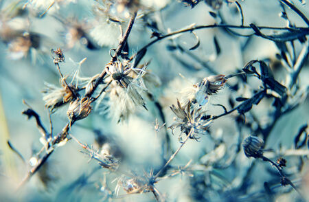 natural macro floral backgroundの写真素材