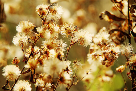 natural macro floral background