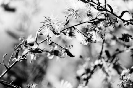 natural macro floral backgroundの写真素材