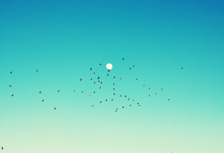 birds flying over a heavenly blue skyの写真素材
