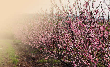 Cherry Blossomの写真素材