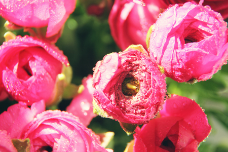 red flowers in a glass vase by the windowの写真素材