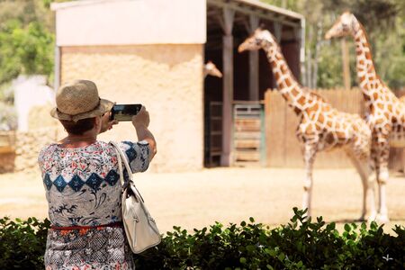 elderly woman making picture of giraffes in the zooの写真素材