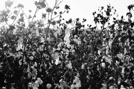 Cotton fields white with ripe cotton ready for harvestingの写真素材