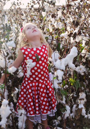 5 years old girl standing in cotton fieldの写真素材